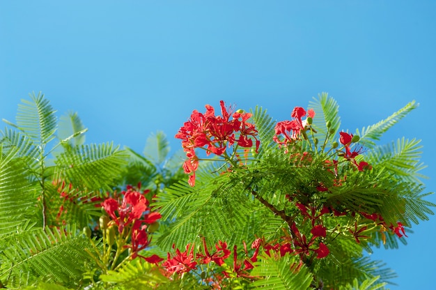 Red flower of green leaf on blue sky