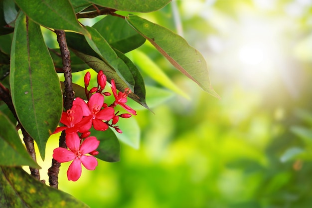 Red flower and green leaf on blurred nature background with copy space