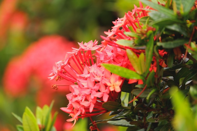 red flower of Ixora chinensis Lamk