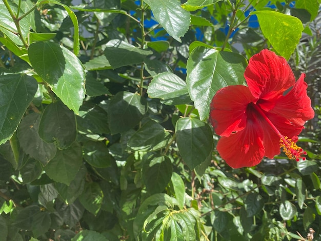 Red flower natural beautiful against the background of green leaves in a warm tropical country