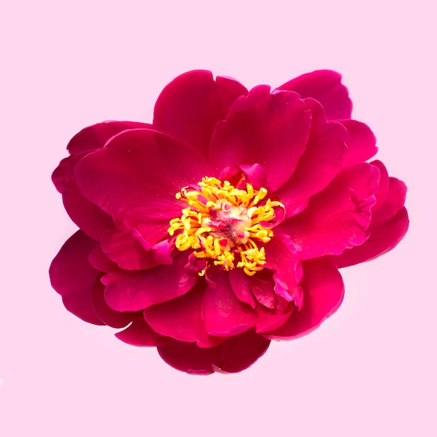 of a red flower on pink