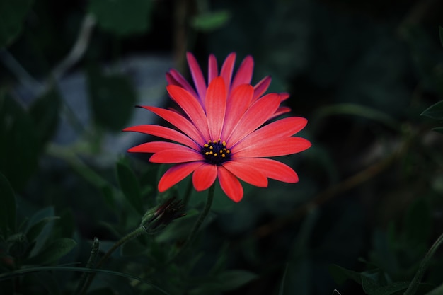    red flower plant in the garden in springtime, flower with red petals in the nature