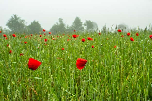 Red flower poppies on a green field on a background of trees in the fog