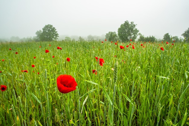 Red flower poppies on a green field on a background of trees in the fog