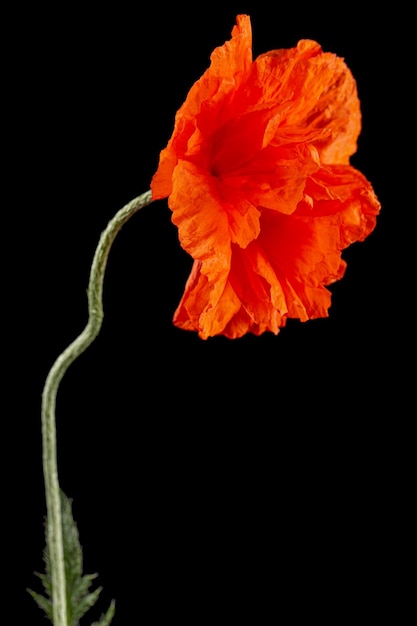 Red flower of poppy lat Papaver isolated on black background