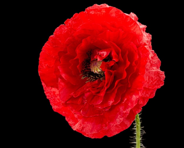 Red flower of poppy lat Papaver isolated on black background