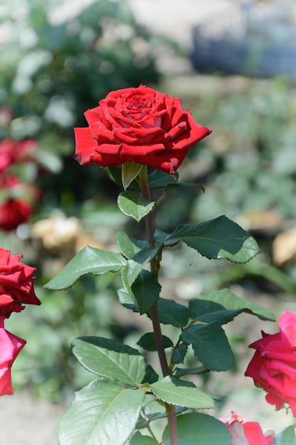 Red flower Red Rose Flowers the Rose