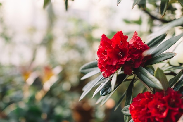 Red flower of rhododendron in Botanical garden Heather subtropical plants in greenhouse copy space