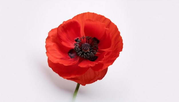 a red flower with a black center