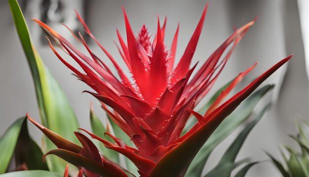 a red flower with a green background and a white background