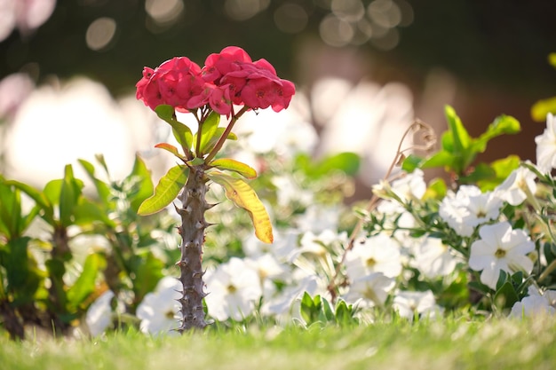 Red flower with green leaves and buds blooming outdoors on green summer background