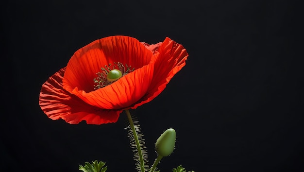 Photo a red flower with the green stem and the green stem