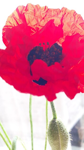 Photo a red flower with the heart of the heart on it