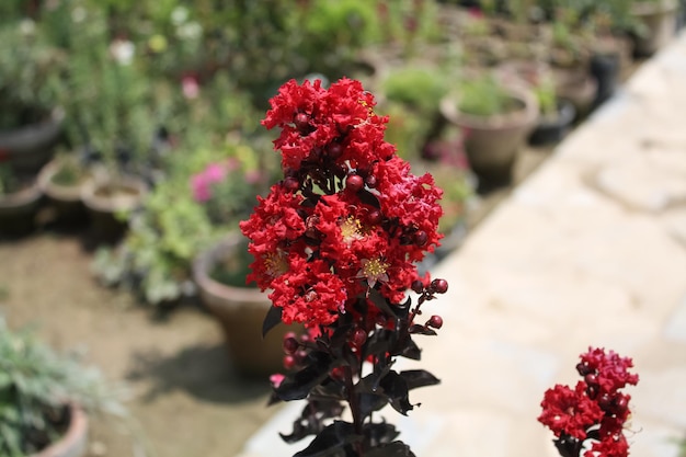 a red flower with many other plants in pots