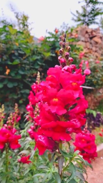 a red flower with purple flowers in the background