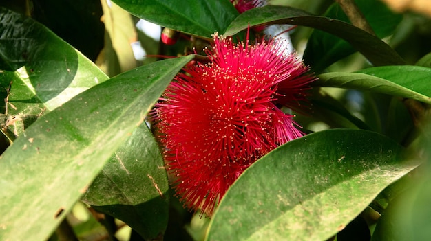 a red flower with a red flower on it