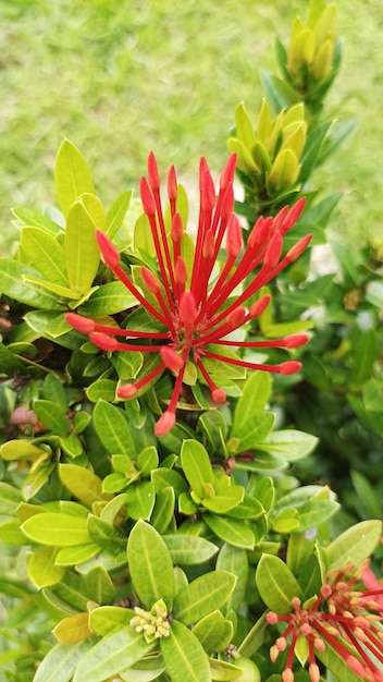 A red flower with a red flower in the middle