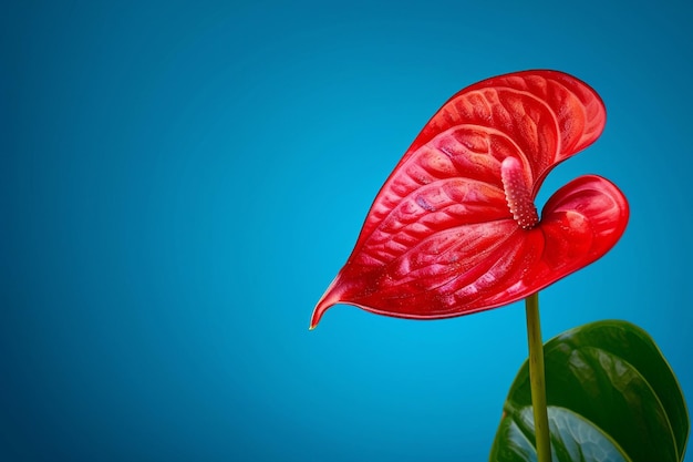 Photo a red flower with a red leaf that says quot petal quot on it