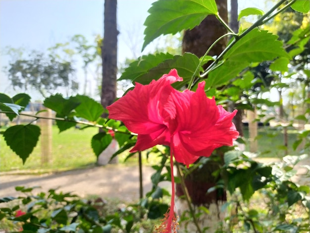 A red flower with a red stem and leaves