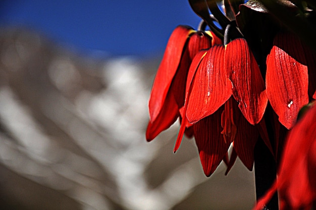 A red flower with the snow on the top