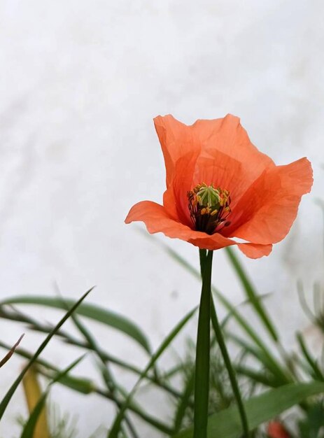 a red flower with the word  bud  on it