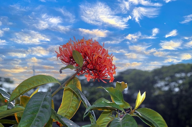 A red flower with the word cloud in the background