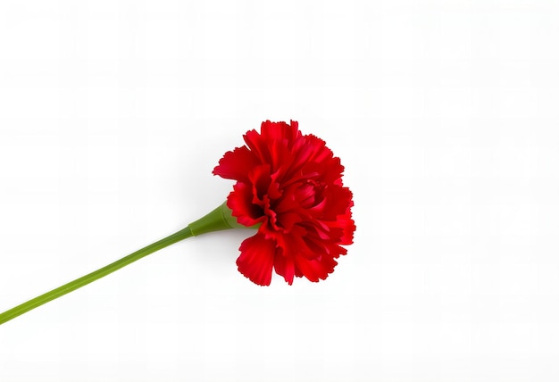 Photo a red flower with the word  hibiscus  on it