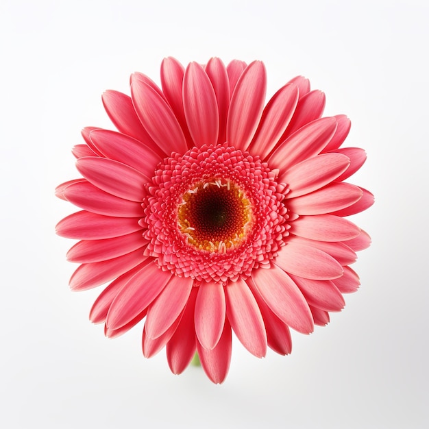 a red flower with a yellow center and red petals