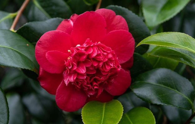 Photo a red flower with a yellow center