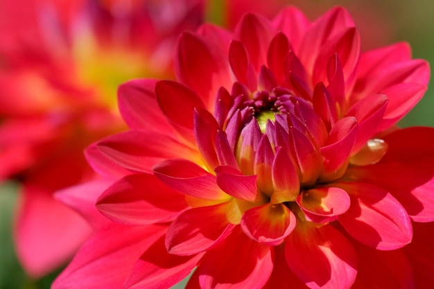 a red flower with yellow and red petals