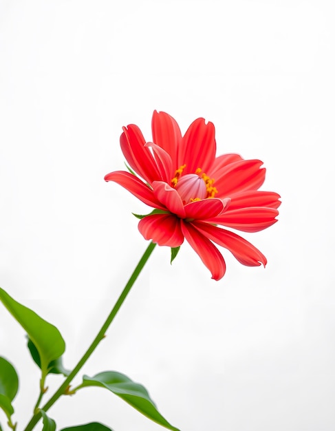 a red flower with yellow spots on it