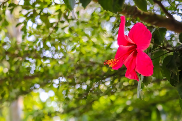 A red flower with yellow stamens is hanging from a tree.