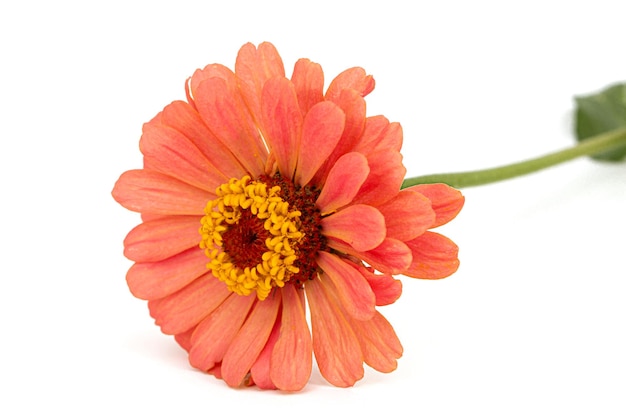 Red flower of zinnia isolated on white background