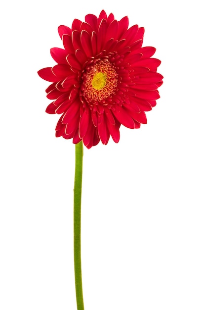 Red flower