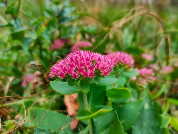 Photo red flowering sedum plant hylotelephium telephium