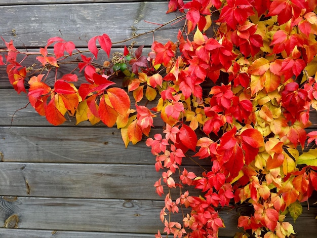 Photo red flowers blooming on plant during autumn