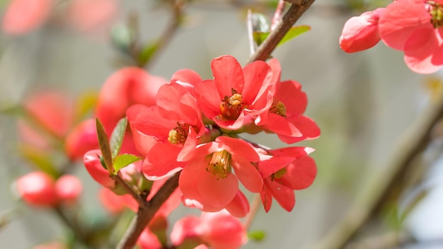 Red flowers Blooming tree in the spring. Sochi, Russia.