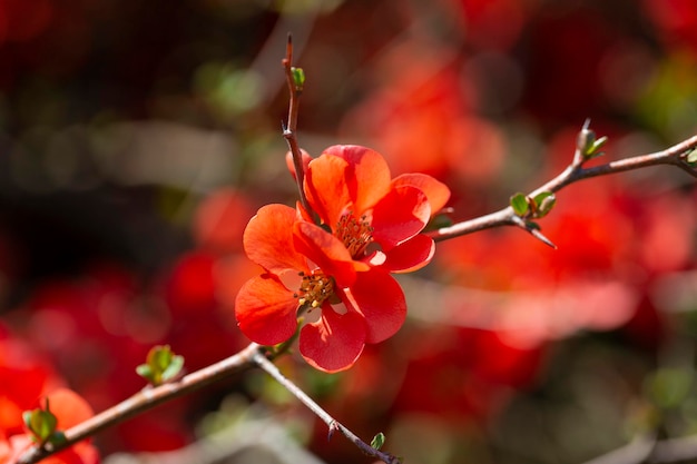 Red flowers of Chaenomeles x superba Grenade on a branch in the garden selective focus Beautiful springsummer background with red flowers