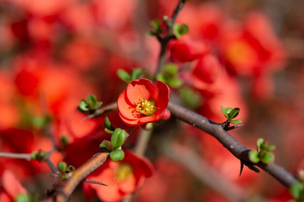 Red flowers of chaenomeles x superba grenade on a branch in the garden selective focus beautiful