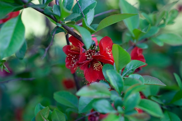 Red flowers of Chinese decorative quince