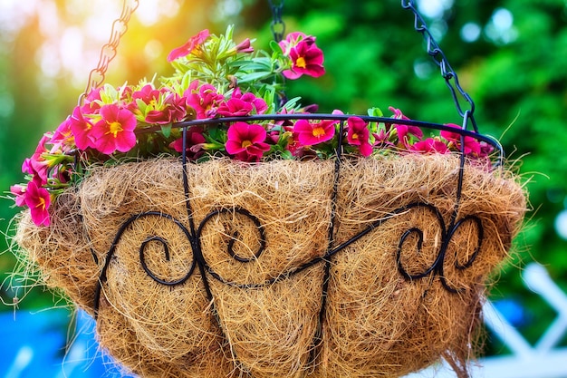 Red flowers in decorative straw pot hang on chain in street Landscaping and landscaping of territory