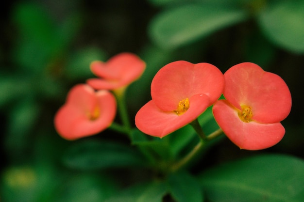 Red flowers Euphorbia milii close to the green nature background.