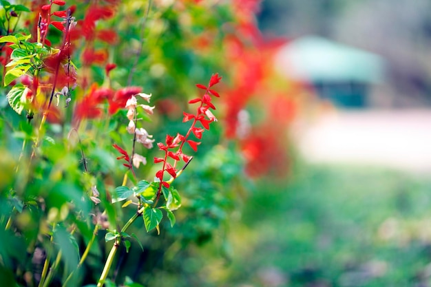 Red flowers in a field