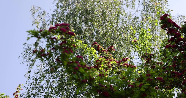 red flowers during flowering in spring park