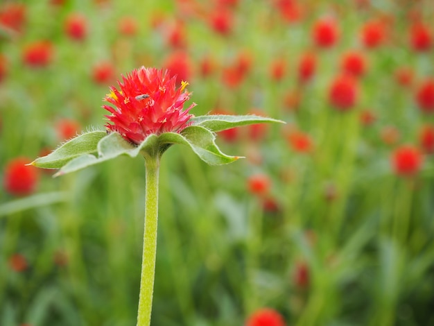 red flowers in the garden