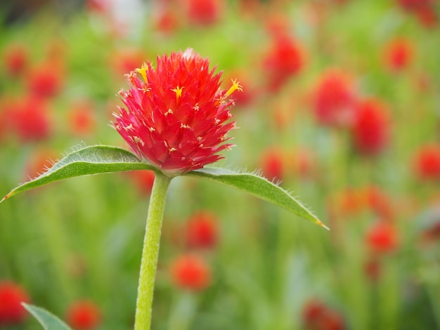 red flowers in the garden