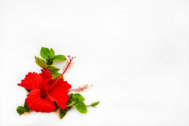 red flowers hibiscus arrangement flat lay postcard style on white