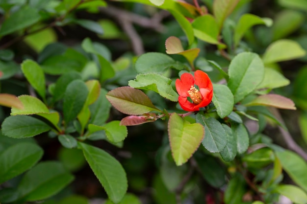 Red flowers of the Japanese flowering Quince Chaenomeles x superba