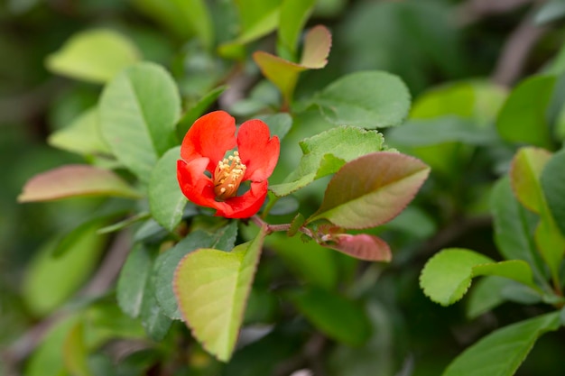 Red flowers of the Japanese flowering Quince Chaenomeles x superba