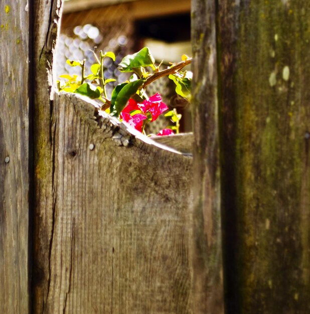 Red flowers seen through wooden fence